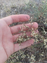 Eriogonum effusum