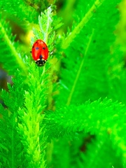 Hippodamia variegata