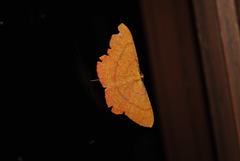 Eumelea rosalia