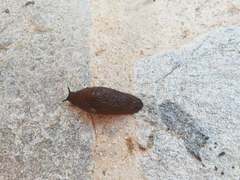 Mollusca