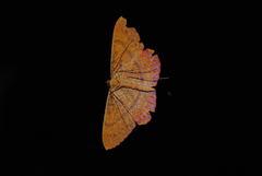 Eumelea rosalia