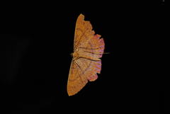 Eumelea rosalia