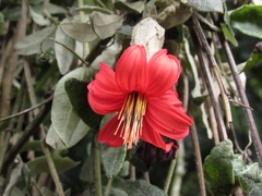 Mutisia clematis