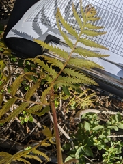 Pedicularis bracteosa