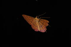 Eumelea rosalia