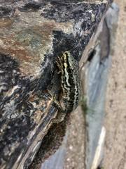 Podarcis muralis