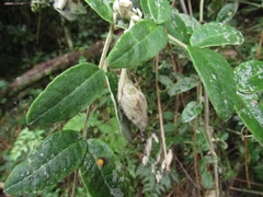 Mutisia clematis
