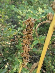 Pedicularis bracteosa