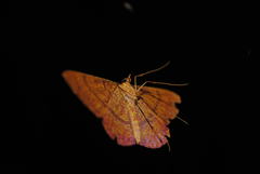 Eumelea rosalia