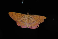 Eumelea rosalia