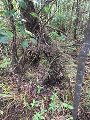 Blechnum filiforme