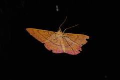 Eumelea rosalia