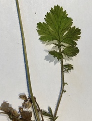 Geum macrophyllum perincisum