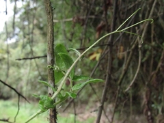 Mutisia clematis
