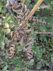 Pedicularis bracteosa