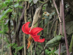 Mutisia clematis