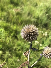 Echinops ritro