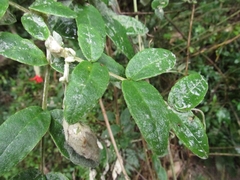 Mutisia clematis