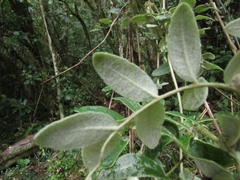 Mutisia clematis