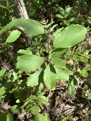 Fothergilla gardenii