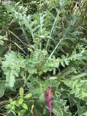 Cirsium andrewsii