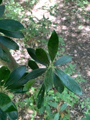 Ternstroemia gymnanthera
