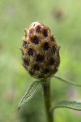Centaurea × moncktonii