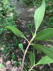Ternstroemia gymnanthera