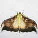Megaphysa herbiferalis - Photo (c) Lepidoptera Colombiana 🇨🇴,  זכויות יוצרים חלקיות (CC BY-NC), הועלה על ידי Lepidoptera Colombiana 🇨🇴