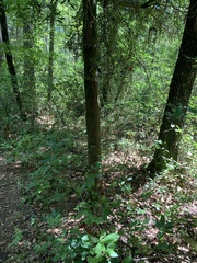 Ternstroemia gymnanthera