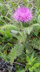 Cirsium drummondii