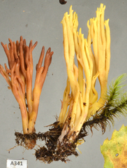 Ramaria lorithamnus