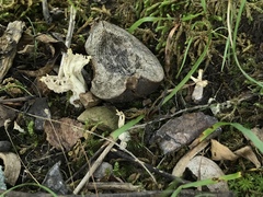 Clavulina cinerea cinerea