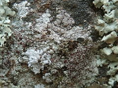 Lecanora pseudistera