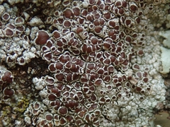 Lecanora pseudistera