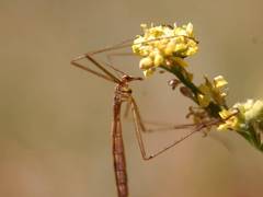 Apterobittacus apterus