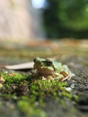 Hyla japonica