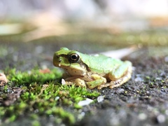 Hyla japonica