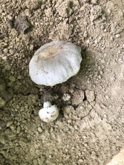 Russula pulverulenta