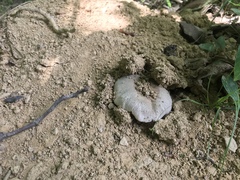 Russula pulverulenta