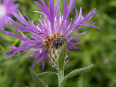 Centaurea × moncktonii