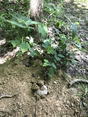 Russula pulverulenta