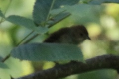 Passerina cyanea