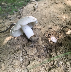 Russula pulverulenta