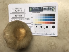 Russula pulverulenta