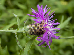 Centaurea × moncktonii