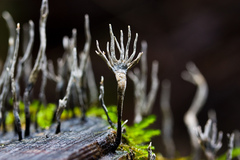 Candlesnuff Fungus (Xylaria hypoxylon)