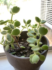 Cotyledon tomentosa