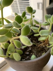 Cotyledon tomentosa