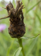 Centaurea × moncktonii